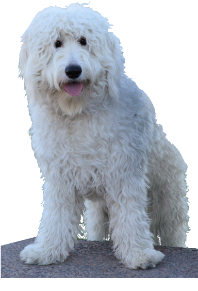 pure white golden doodle