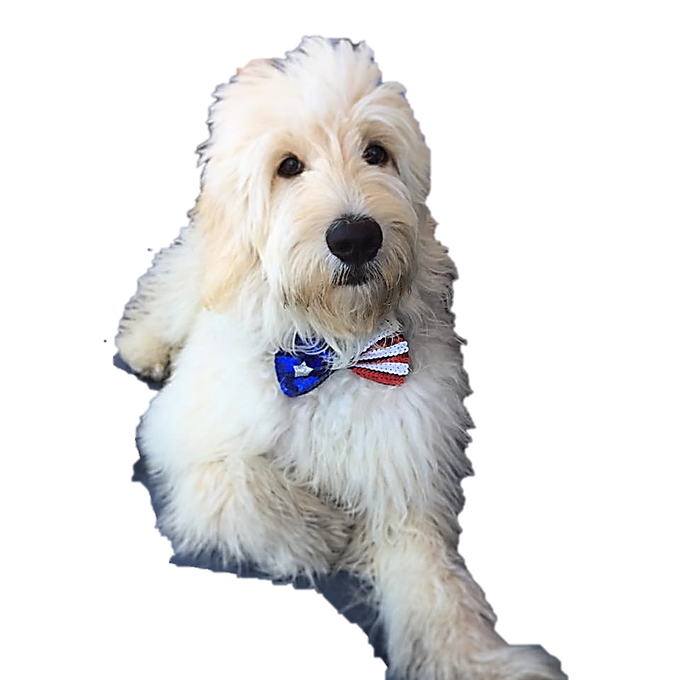 Goldendoodle Dog Breed Complete Guide - A-Z Animals