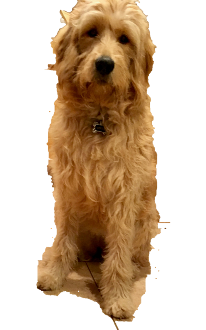 arizona goldendoodle red