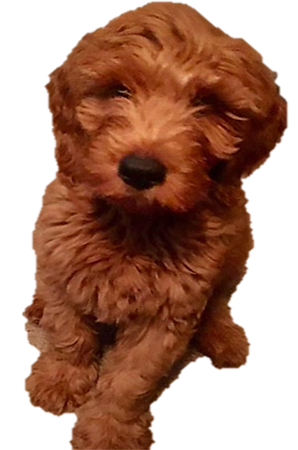 Arizona mini golden doodle